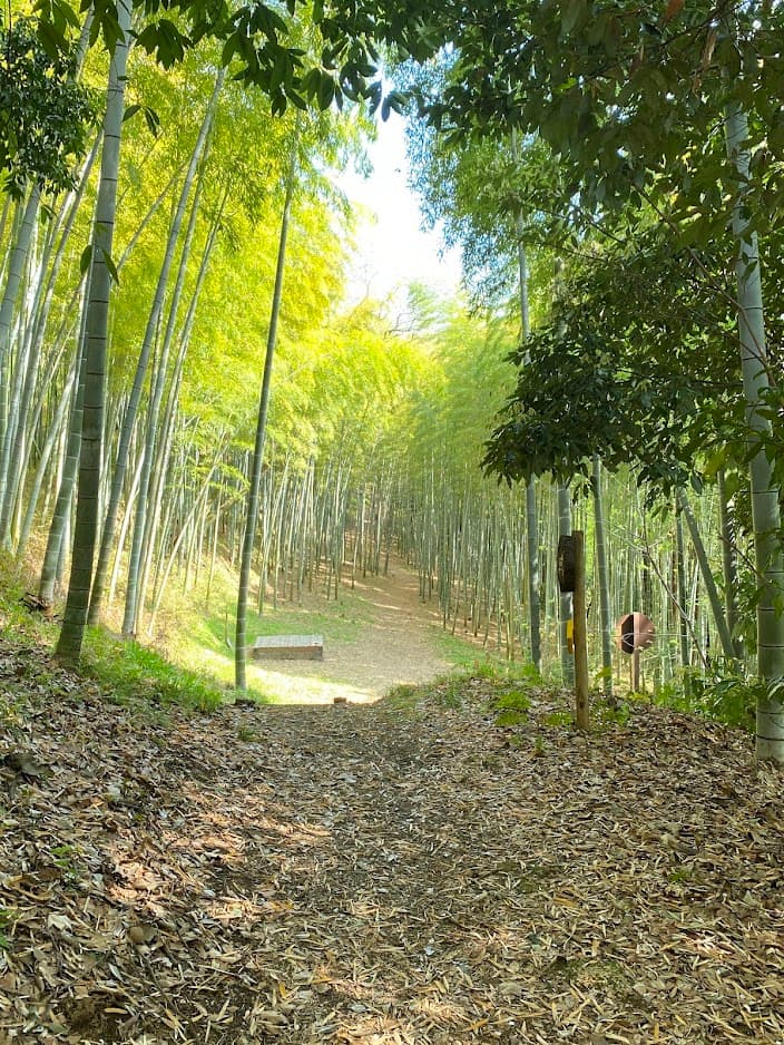 🌿竹林に抱かれて、自分を整えるひととき🌿